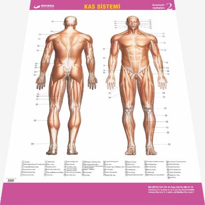 Gürbüz Kabartma Kas Sistemi 35x50 (50 Adet) resmi