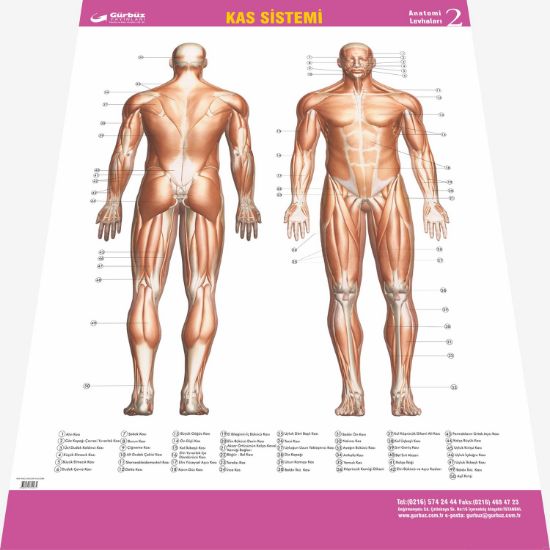 Gürbüz Kabartma Kas Sistemi 35x50 (50 Adet) resmi