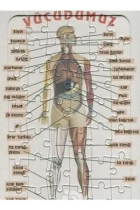 Ema Yap-Boz İnsan Vücudu 25x35 /Eleleilkadım resmi