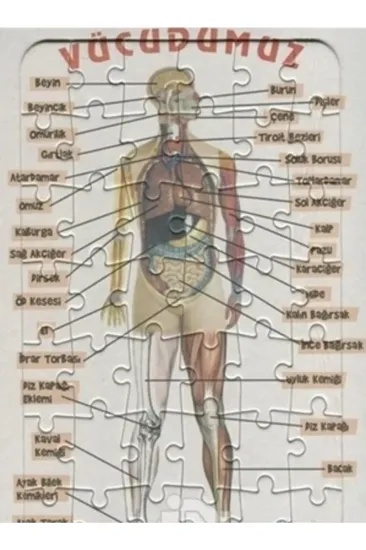 Ema Yap-Boz İnsan Vücudu 25x35 /Eleleilkadım resmi